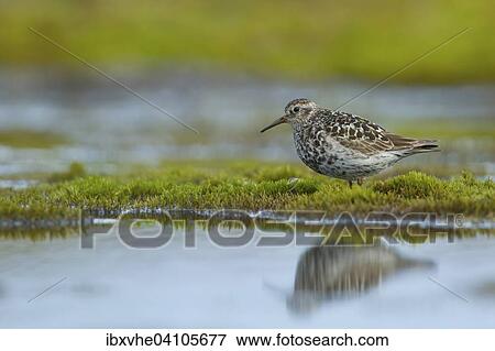 Purple sandpiper (Calidris maritima) on moss, Longyearbyen, Spitsbergen, Norway, Europe View Large Photo Image Stock Photo - Purple sandpiper (Calidris maritima) on moss, Longyearbyen, Spitsbergen, Norway, Europe. Fotosearch