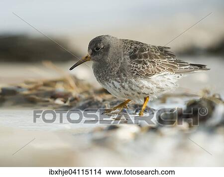 Purple Sandpiper (Calidris maritima), Texel, North Holland, The Netherlands, Europe View Large Photo Image Picture - Purple Sandpiper (Calidris maritima), Texel, North Holland, The Netherlands, Europe. Fotosearch