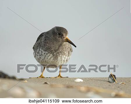 Purple Sandpiper (Calidris maritima), Texel, North Holland, The Netherlands, Europe View Large Photo Image Stock Photo - Purple Sandpiper (Calidris maritima), Texel, North Holland, The Netherlands, Europe. Fotosearch