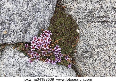 Purple Saxifrage (Saxifraga oppositifolia), Recherchefjorden, Spitsbergen, Norway, Europe View Large Photo Image Stock Photo - Purple Saxifrage (Saxifraga oppositifolia), Recherchefjorden, Spitsbergen, Norway, Europe. Fotosearch