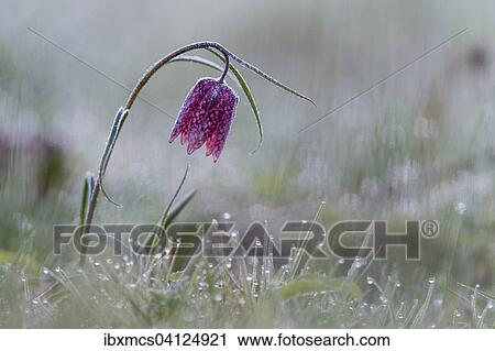 Purple Snake's head fritillary (Fritillaria meleagris) with hoar frost, Hesse, Germany, Europe View Large Photo Image Stock Image - Purple Snake's head fritillary (Fritillaria meleagris) with hoar frost, Hesse, Germany, Europe. Fotosearch