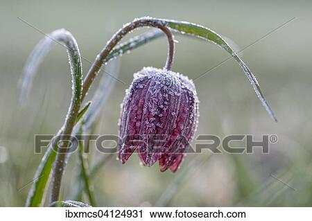 Purple Snake's head fritillary (Fritillaria meleagris) with hoar frost, Hesse, Germany, Europe View Large Photo Image Stock Image - Purple Snake's head fritillary (Fritillaria meleagris) with hoar frost, Hesse, Germany, Europe. Fotosearch