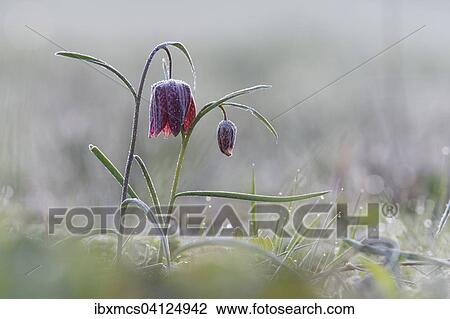 Stock Image - Purple Snake's head fritillary (Fritillaria meleagris) with hoar frost, Hesse, Germany, Europe. Fotosearch