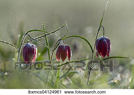 Purple Snake's head fritillary (Fritillaria meleagris), Hesse, Germany, Europe View Large Photo Image Stock Image - Purple Snake's head fritillary (Fritillaria meleagris), Hesse, Germany, Europe. Fotosearch
