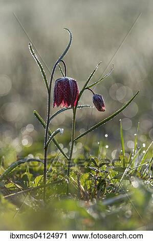Purple Snake's head fritillary (Fritillaria meleagris), Hesse, Germany, Europe View Large Photo Image Stock Image - Purple Snake's head fritillary (Fritillaria meleagris), Hesse, Germany, Europe. Fotosearch