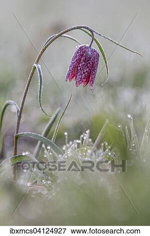 Stock Photo - Purple Snake's head fritillary (Fritillaria meleagris) with hoar frost, Hesse, Germany, Europe. Fotosearch