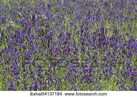 Purple viper's-bugloss (Echium plantagineum), Gran Canaria, Canary Islands, Spain, Europe View Large Photo Image Picture - Purple viper's-bugloss (Echium plantagineum), Gran Canaria, Canary Islands, Spain, Europe. Fotosearch
