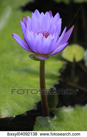 Purple Water Lily (Nymphaea), China, Asia View Large Photo Image Stock Photo - Purple Water Lily (Nymphaea), China, Asia. Fotosearch