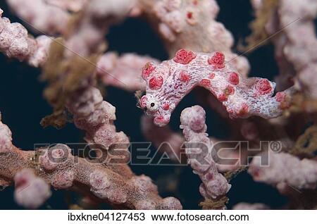Stock Image - Pygmy seahorse (Hippocampus bargibanti), Bali, Indonesia, Asia. Fotosearch