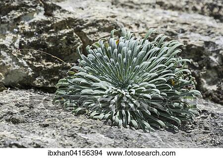 Pyrenean Saxifrage (Saxifraga longifolia), Valle de Estos, Benasque, Aragon, Spain, Europe View Large Photo Image Picture - Pyrenean Saxifrage (Saxifraga longifolia), Valle de Estos, Benasque, Aragon, Spain, Europe. Fotosearch