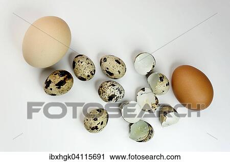 Quail eggs and chicken eggs View Large Photo Image Stock Image - Quail eggs and chicken eggs. Fotosearch