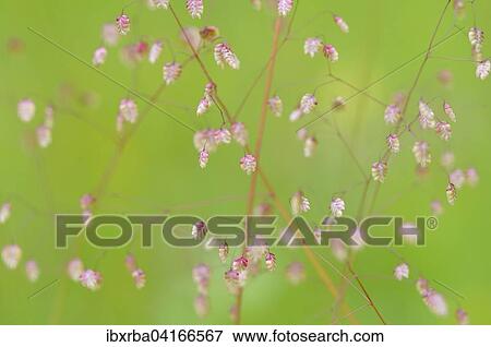 Quaking-grass (Briza media) inflorescence, Baden-Wurttemberg, Germany, Europe View Large Photo Image Stock Photo - Quaking-grass (Briza media) inflorescence, Baden-Wurttemberg, Germany, Europe. Fotosearch