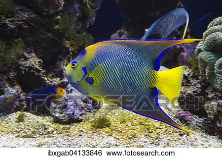 Queen Angelfish (Holacanthus ciliaris), captive View Large Photo Image Stock Photograph - Queen Angelfish (Holacanthus ciliaris), captive. Fotosearch