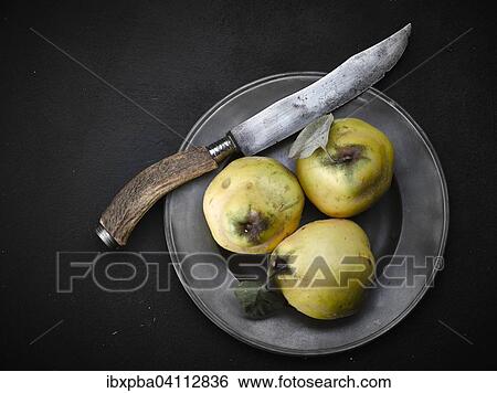 Quince on pewter plate with knife View Large Photo Image Stock Photograph - Quince on pewter plate with knife. Fotosearch
