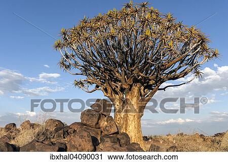 Quiver tree (Aloe dichotoma), blooming, in the Quiver Tree Forest in Garaspark in Keetmanshoop, Namibia, Africa View Large Photo Image Stock Image - Quiver tree (Aloe dichotoma), blooming, in the Quiver Tree Forest in Garaspark in Keetmanshoop, Namibia, Africa. Fotosearch