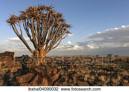 Quiver tree (Aloe dichotoma), blooming, in the Quiver Tree Forest in Garaspark in Keetmanshoop, Namibia, Africa View Large Photo Image Stock Image - Quiver tree (Aloe dichotoma), blooming, in the Quiver Tree Forest in Garaspark in Keetmanshoop, Namibia, Africa. Fotosearch
