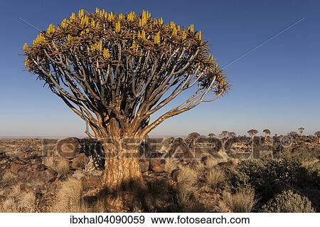 Quiver tree (Aloe dichotoma), blooming, in the morning light, Quiver Tree Forest in Garaspark in Keetmanshoop, Namibia, Africa View Large Photo Image Stock Photo - Quiver tree (Aloe dichotoma), blooming, in the morning light, Quiver Tree Forest in Garaspark in Keetmanshoop, Namibia, Africa. Fotosearch