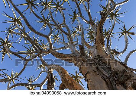 Quiver tree (Aloe dichotoma), near Keetmanshoop, Namibia, Africa View Large Photo Image Stock Photo - Quiver tree (Aloe dichotoma), near Keetmanshoop, Namibia, Africa. Fotosearch
