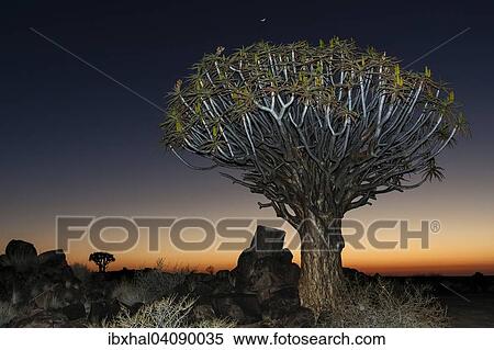 Quiver tree (Aloe dichotoma), night scene, in the Quiver Tree Forest in Garaspark in Keetmanshoop, Namibia, Africa View Large Photo Image Stock Photography - Quiver tree (Aloe dichotoma), night scene, in the Quiver Tree Forest in Garaspark in Keetmanshoop, Namibia, Africa. Fotosearch