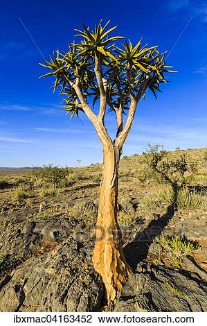 Quiver tree or kokerboom (Aloe dichotoma), Quiver Tree Forest or Kokerboom Woud, Naukluft Mountains, Namibia, Africa View Large Photo Image Stock Image - Quiver tree or kokerboom (Aloe dichotoma), Quiver Tree Forest or Kokerboom Woud, Naukluft Mountains, Namibia, Africa. Fotosearch
