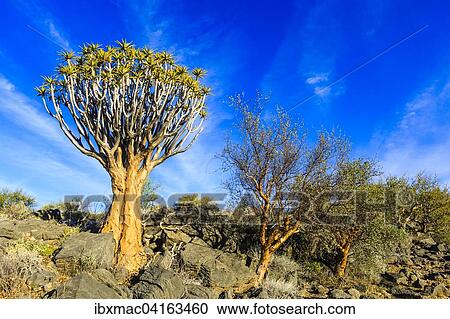 Quiver tree or kokerboom (Aloe dichotoma), Quiver Tree Forest or Kokerboom Woud, Naukluft Mountains, Namibia, Africa View Large Photo Image Stock Image - Quiver tree or kokerboom (Aloe dichotoma), Quiver Tree Forest or Kokerboom Woud, Naukluft Mountains, Namibia, Africa. Fotosearch