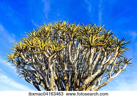 Quiver tree or kokerboom (Aloe dichotoma), Quiver Tree Forest or Kokerboom Woud, Naukluft Mountains, Namibia, Africa View Large Photo Image Stock Image - Quiver tree or kokerboom (Aloe dichotoma), Quiver Tree Forest or Kokerboom Woud, Naukluft Mountains, Namibia, Africa. Fotosearch