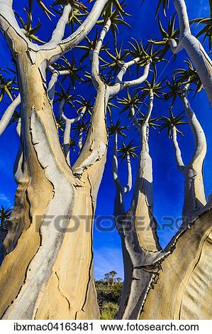 Quiver tree or kokerboom (Aloe dichotoma), Quiver Tree Forest or Kokerboom Woud, Naukluft Mountains, Namibia, Africa View Large Photo Image Stock Image - Quiver tree or kokerboom (Aloe dichotoma), Quiver Tree Forest or Kokerboom Woud, Naukluft Mountains, Namibia, Africa. Fotosearch