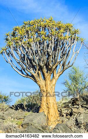 Quiver tree or kokerboom (Aloe dichotoma), Quiver Tree Forest or Kokerboom Woud, Naukluft Mountains, Namibia, Africa View Large Photo Image Stock Image - Quiver tree or kokerboom (Aloe dichotoma), Quiver Tree Forest or Kokerboom Woud, Naukluft Mountains, Namibia, Africa. Fotosearch