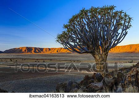 Stock Image - Quiver tree or kokerboom (Aloe dichotoma) in front of Rooirand mountains in evening light, Tiras Mountains, Namibia, Africa. Fotosearch
