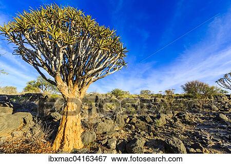 Quiver tree or kokerboom (Aloe dichotoma), Quiver Tree Forest or Kokerboom Woud, Naukluft Mountains, Namibia, Africa View Large Photo Image Stock Photo - Quiver tree or kokerboom (Aloe dichotoma), Quiver Tree Forest or Kokerboom Woud, Naukluft Mountains, Namibia, Africa. Fotosearch
