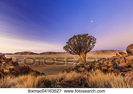 Quiver tree or kokerboom (Aloe dichotoma) in front of Rooirand mountains, Tiras Mountains, Namibia, Africa View Large Photo Image Stock Photo - Quiver tree or kokerboom (Aloe dichotoma) in front of Rooirand mountains, Tiras Mountains, Namibia, Africa. Fotosearch