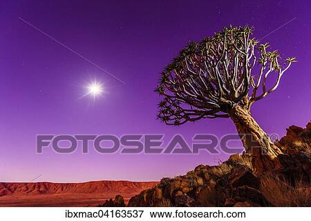Quiver tree or kokerboom (Aloe dichotoma) in front of Rooirand Mountains at night, with moon and stars, Tiras Mountains, Namibia, Africa View Large Photo Image Stock Photo - Quiver tree or kokerboom (Aloe dichotoma) in front of Rooirand Mountains at night, with moon and stars, Tiras Mountains, Namibia, Africa. Fotosearch