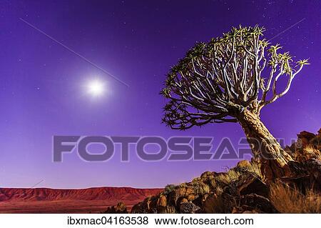 Quiver tree or kokerboom (Aloe dichotoma) in front of Rooirand Mountains at night, with moon and stars, Tiras Mountains, Namibia, Africa View Large Photo Image Stock Photo - Quiver tree or kokerboom (Aloe dichotoma) in front of Rooirand Mountains at night, with moon and stars, Tiras Mountains, Namibia, Africa. Fotosearch
