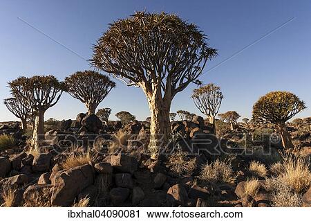 Stock Image - Quiver trees (Aloe dichotoma) in the Quiver Tree Forest near Keetmanshoop, Namibia, Africa. Fotosearch