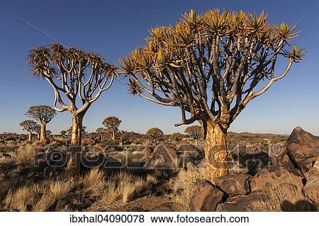 Quiver trees (Aloe dichotoma) in the Quiver Tree Forest near Keetmanshoop, Namibia, Africa View Large Photo Image Stock Photo - Quiver trees (Aloe dichotoma) in the Quiver Tree Forest near Keetmanshoop, Namibia, Africa. Fotosearch