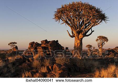 Quiver trees (Aloe dichotoma), blooming, in the Quiver Tree Forest in Garaspark in Keetmanshoop, Namibia, Africa View Large Photo Image Stock Image - Quiver trees (Aloe dichotoma), blooming, in the Quiver Tree Forest in Garaspark in Keetmanshoop, Namibia, Africa. Fotosearch