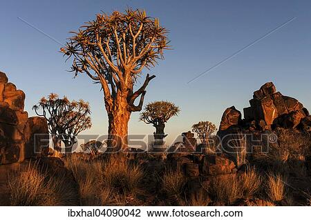 Stock Image - Quiver trees (Aloe dichotoma), blooming, in the Quiver Tree Forest in Garaspark in Keetmanshoop, Namibia, Africa. Fotosearch