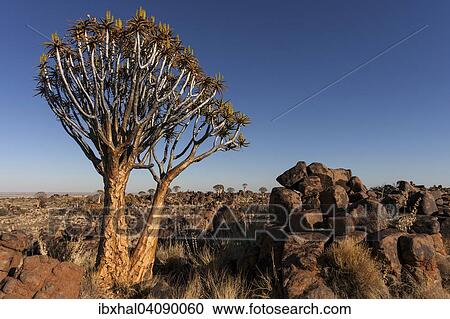 Quiver trees (Aloe dichotoma), blooming, in the morning light, Quiver Tree Forest in Garaspark in Keetmanshoop, Namibia, Africa View Large Photo Image Stock Image - Quiver trees (Aloe dichotoma), blooming, in the morning light, Quiver Tree Forest in Garaspark in Keetmanshoop, Namibia, Africa. Fotosearch