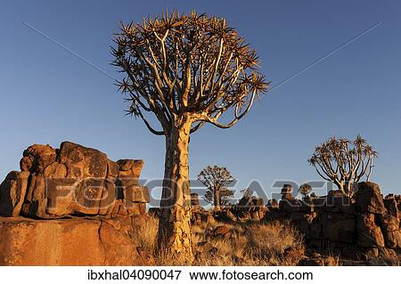 Quiver trees (Aloe dichotoma), blooming, in the Quiver Tree Forest in Garaspark in Keetmanshoop, Namibia, Africa View Large Photo Image Stock Photo - Quiver trees (Aloe dichotoma), blooming, in the Quiver Tree Forest in Garaspark in Keetmanshoop, Namibia, Africa. Fotosearch