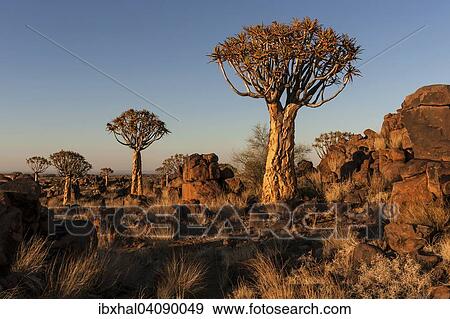 Quiver trees (Aloe dichotoma), blooming, in the Quiver Tree Forest in Garaspark in Keetmanshoop, Namibia, Africa View Large Photo Image Stock Photo - Quiver trees (Aloe dichotoma), blooming, in the Quiver Tree Forest in Garaspark in Keetmanshoop, Namibia, Africa. Fotosearch