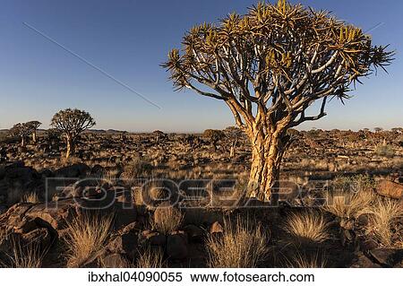 Quiver trees (Aloe dichotoma), blooming, in the Quiver Tree Forest in Garaspark in Keetmanshoop, Namibia, Africa View Large Photo Image Stock Photography - Quiver trees (Aloe dichotoma), blooming, in the Quiver Tree Forest in Garaspark in Keetmanshoop, Namibia, Africa. Fotosearch