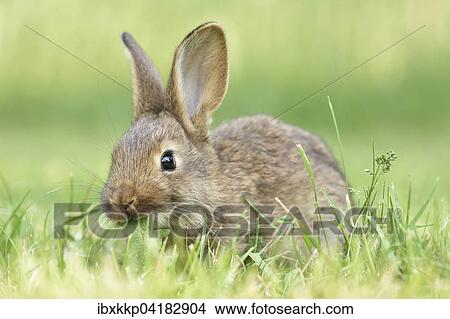 Rabbit, domestic, mixed breed with German Giant, feeding in a meadow, Saxony, Germany, Europe View Large Photo Image Picture - Rabbit, domestic, mixed breed with German Giant, feeding in a meadow, Saxony, Germany, Europe. Fotosearch