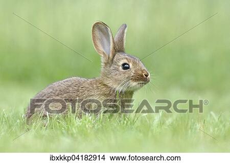 Picture - Rabbit, domestic, mixed breed with German Giant, in a meadow, Saxony, Germany, Europe. Fotosearch