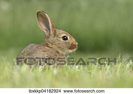 Rabbit, domestic, mixed breed with German Giant, in a meadow, Saxony, Germany, Europe View Large Photo Image Picture - Rabbit, domestic, mixed breed with German Giant, in a meadow, Saxony, Germany, Europe. Fotosearch