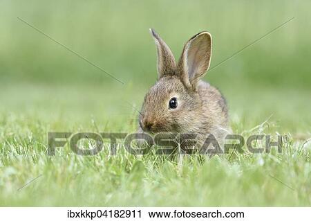 Rabbit, domestic, mixed breed with German Giant, in a meadow, Saxony, Germany, Europe View Large Photo Image Stock Image - Rabbit, domestic, mixed breed with German Giant, in a meadow, Saxony, Germany, Europe. Fotosearch