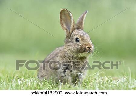 Rabbit, domestic, mixed breed with German Giant, in a meadow, Saxony, Germany, Europe View Large Photo Image Stock Photo - Rabbit, domestic, mixed breed with German Giant, in a meadow, Saxony, Germany, Europe. Fotosearch