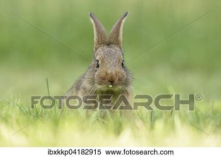 Rabbit, domestic, mixed breed with German Giant, in a meadow, Saxony, Germany, Europe View Large Photo Image Stock Photography - Rabbit, domestic, mixed breed with German Giant, in a meadow, Saxony, Germany, Europe. Fotosearch