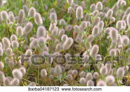Rabbitfoot clover (Trifolium arvense) by roadside, inflorescence, North Rhine-Westphalia, Germany, Europe View Large Photo Image Stock Image - Rabbitfoot clover (Trifolium arvense) by roadside, inflorescence, North Rhine-Westphalia, Germany, Europe. Fotosearch