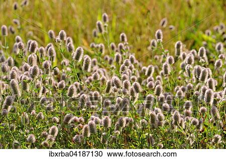 Rabbitfoot clover (Trifolium arvense) by roadside, inflorescence, North Rhine-Westphalia, Germany, Europe View Large Photo Image Stock Image - Rabbitfoot clover (Trifolium arvense) by roadside, inflorescence, North Rhine-Westphalia, Germany, Europe. Fotosearch