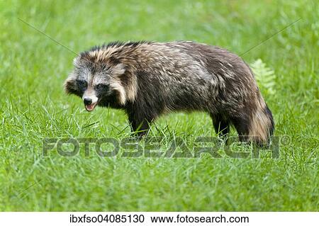 Raccoon Dog (Nyctereutes procyonoides), captive, Hesse, Germany, Europe View Large Photo Image Stock Image - Raccoon Dog (Nyctereutes procyonoides), captive, Hesse, Germany, Europe. Fotosearch